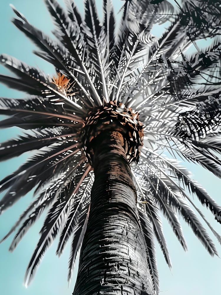 Palm Tree 9
