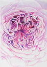 Botanical Drawing Art Prints