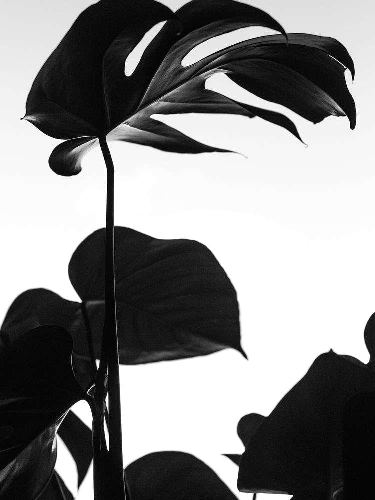 Black And White Monstera Photo