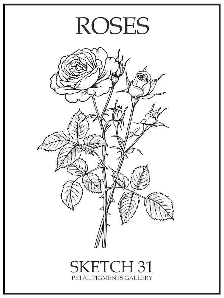 Roses Sketch 31 Poster