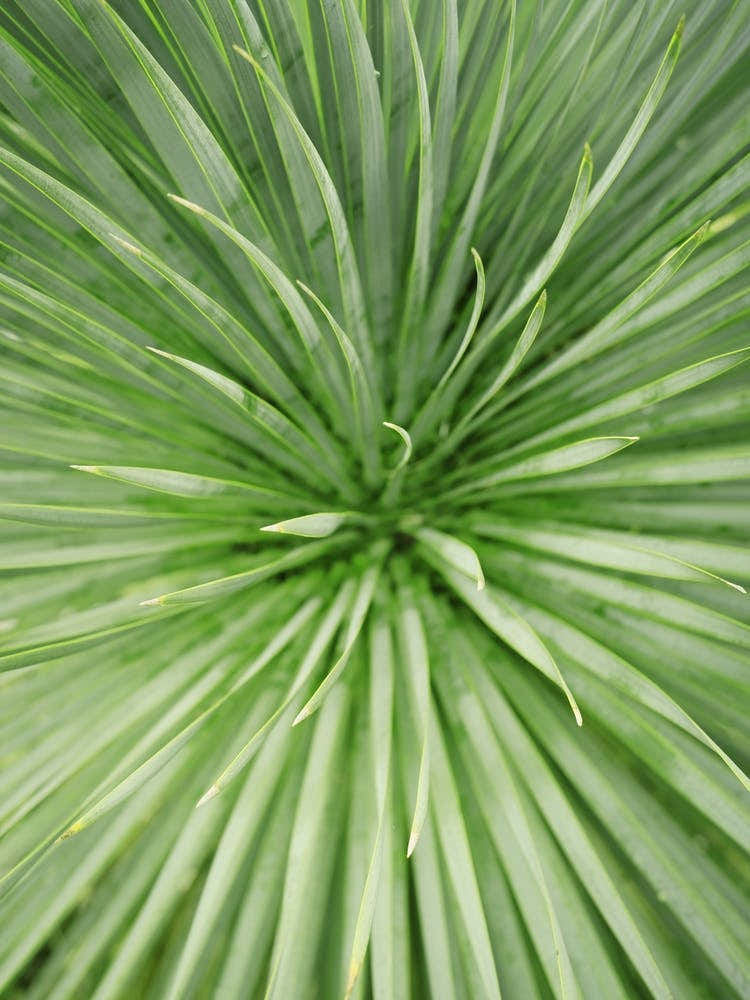Close up green Palm Tree // Nature Photography