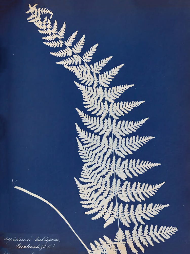 Fern Leaf 6