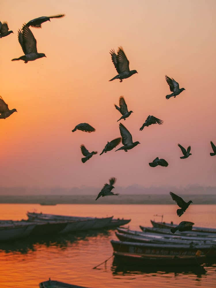 Varanasi Birds At Sunrise