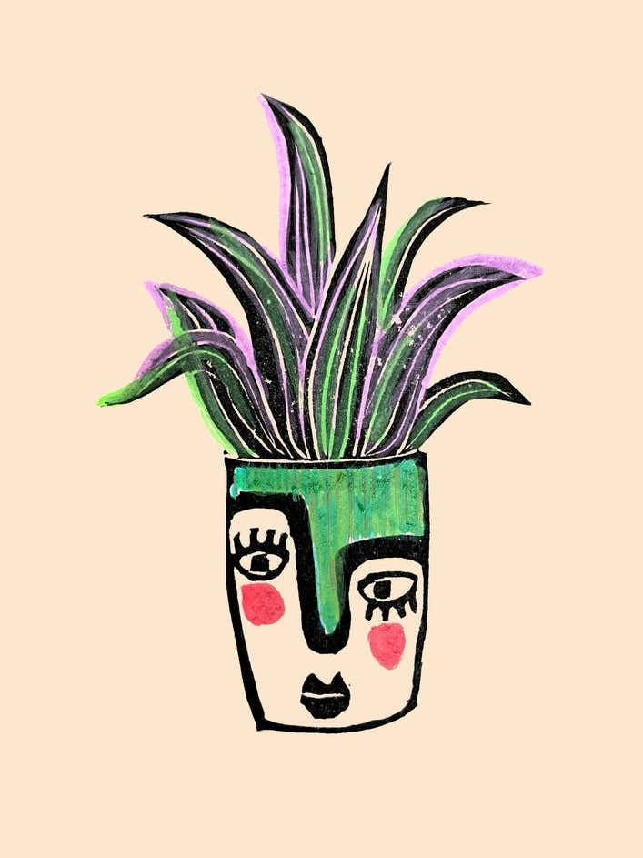 Oyster Plant In Painted Face Pot