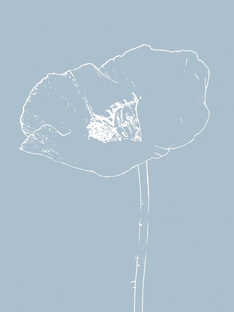 Poppy Line Drawing - Open