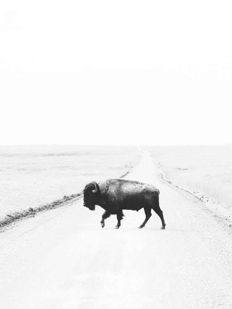 Bison On Road