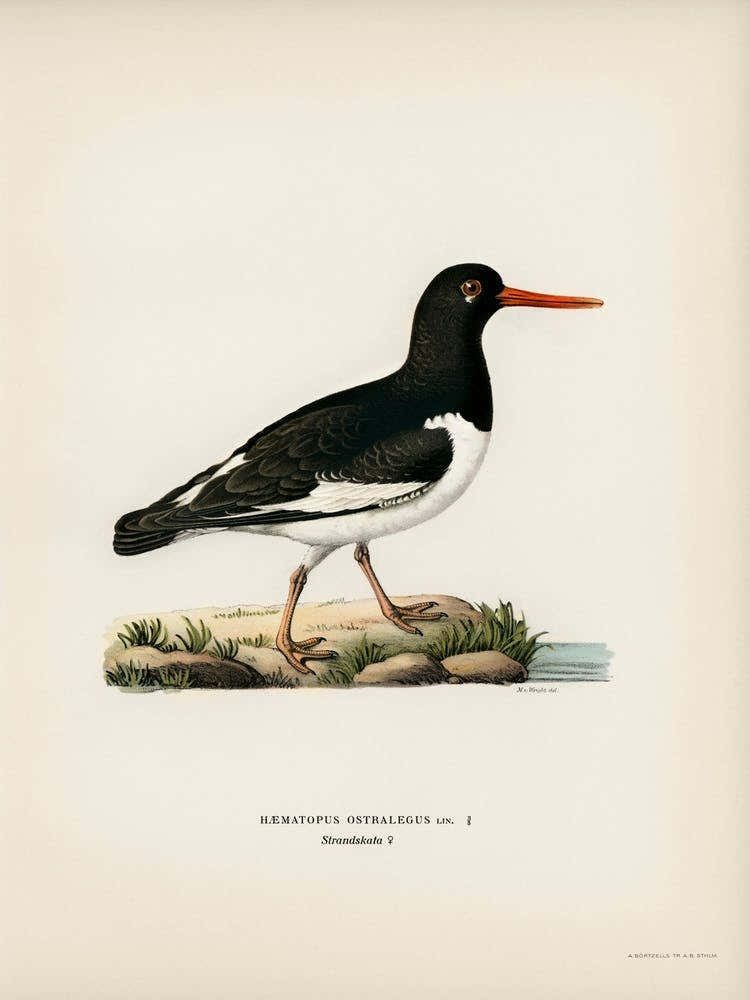 Eurasian Oystercatcher, The Von Wright Brothers