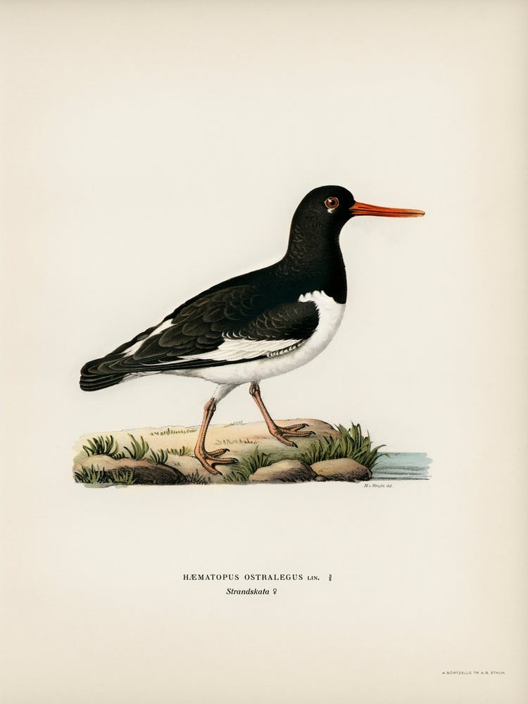 Eurasian Oystercatcher, The Von Wright Brothers