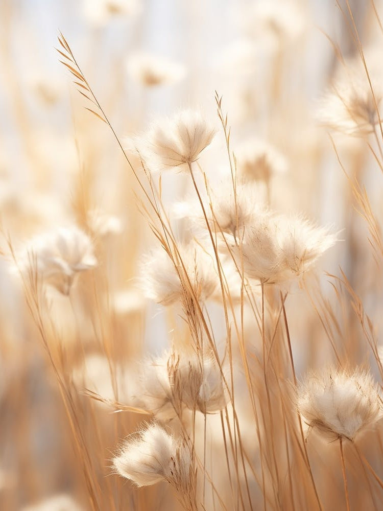Boho Dried Flowers Flax Flower 3