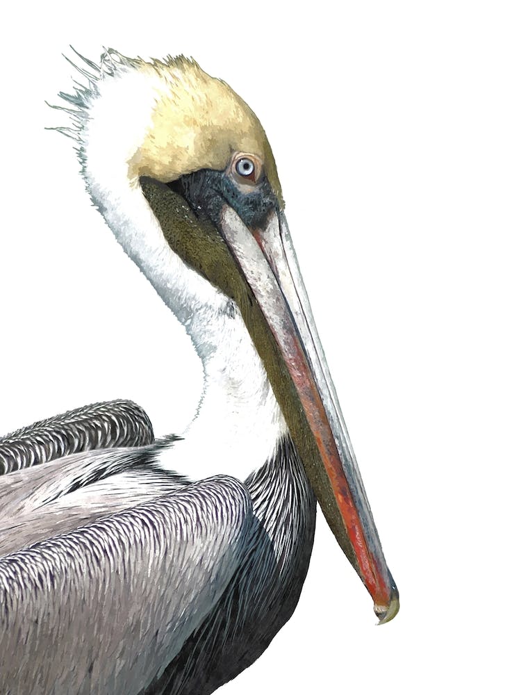 Pelican Watercolor
