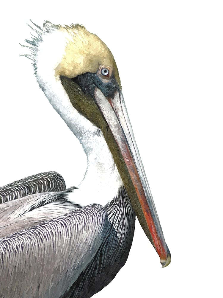 Pelican Watercolor