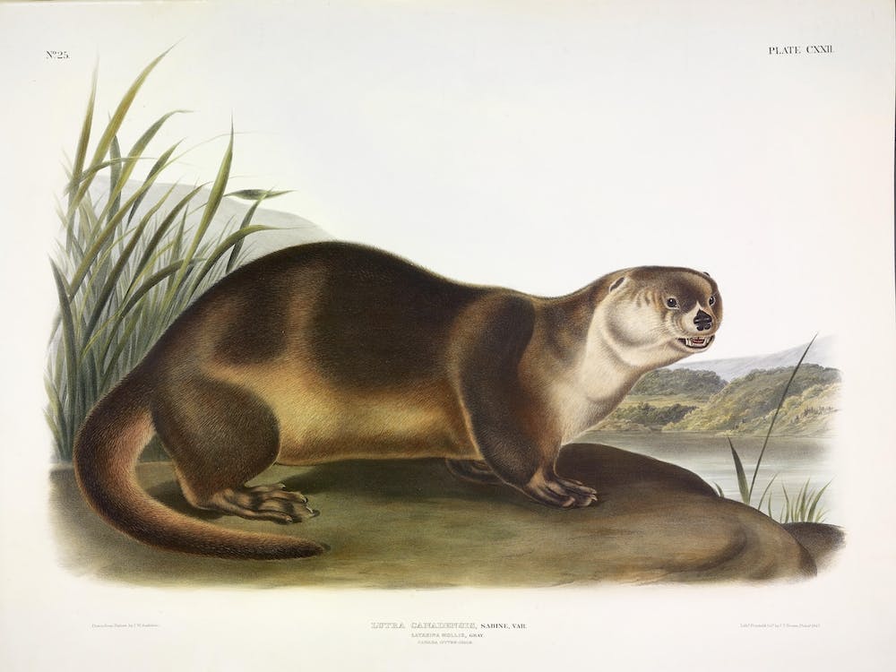Canada Otter, John James Audubon