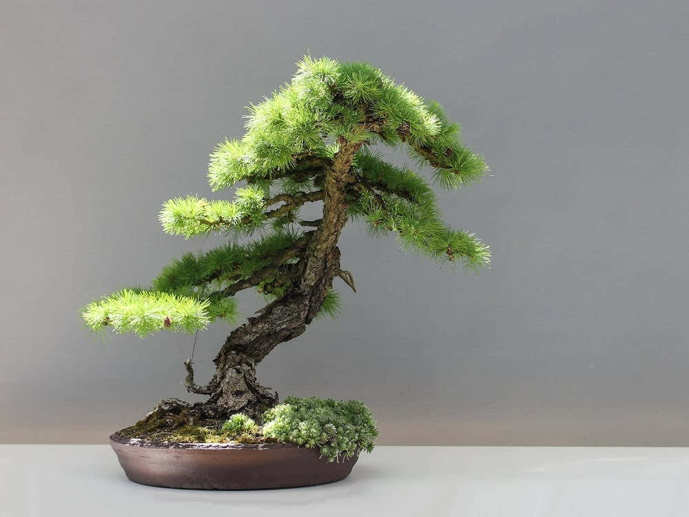 Bonsai Tree