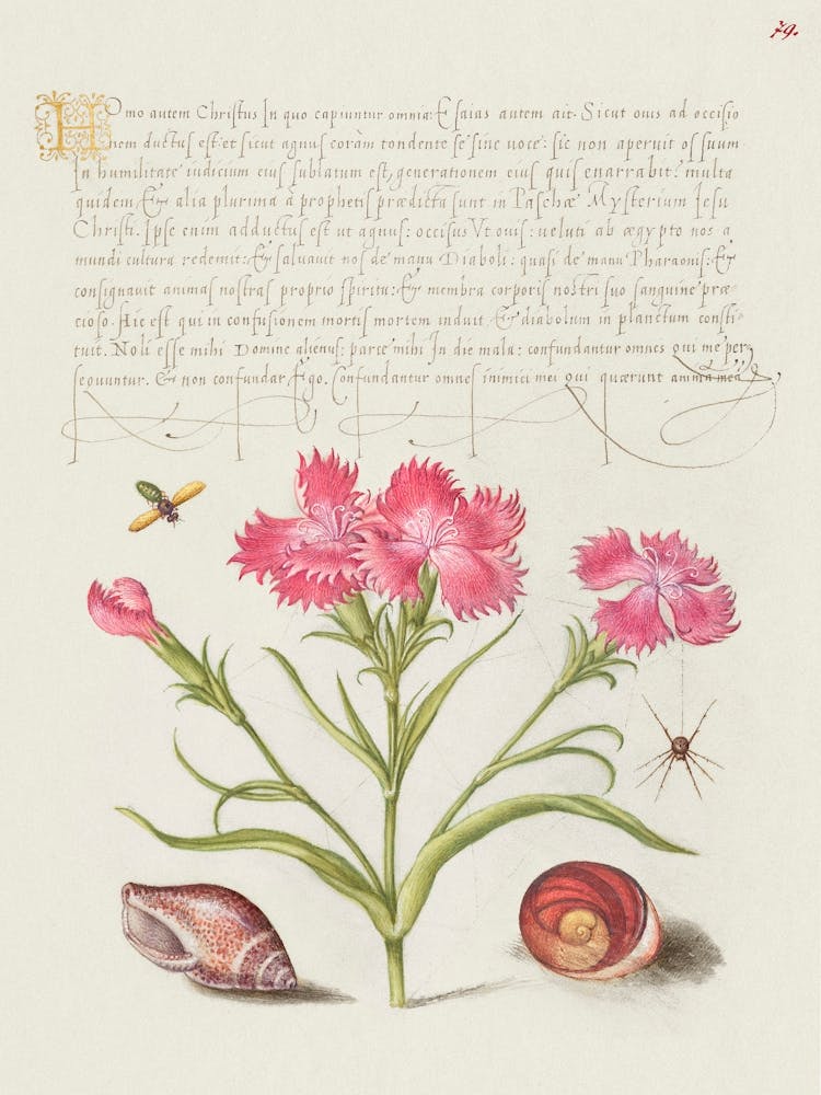 Insect, Sweet William, Spider, Marine Mollusk, And Eye Of Santa Lucia From Mira Calligraphiae Monumenta, Joris Hoefnagel