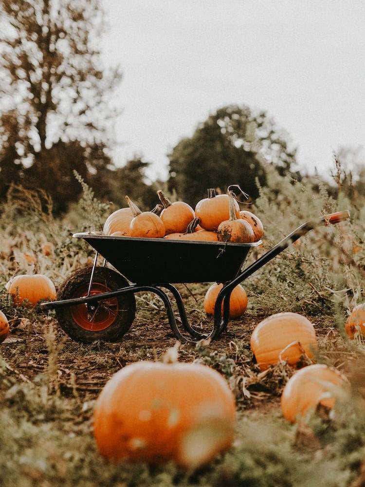 Pumpkins In Wheelbarrel
