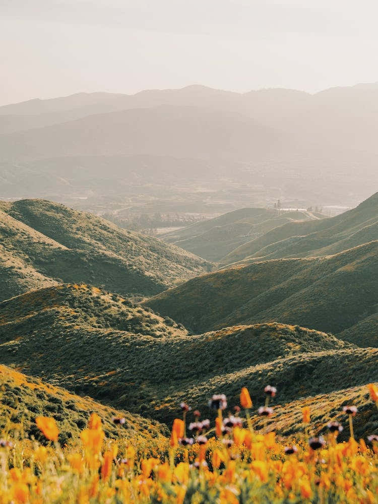 Poppy Flowers In California