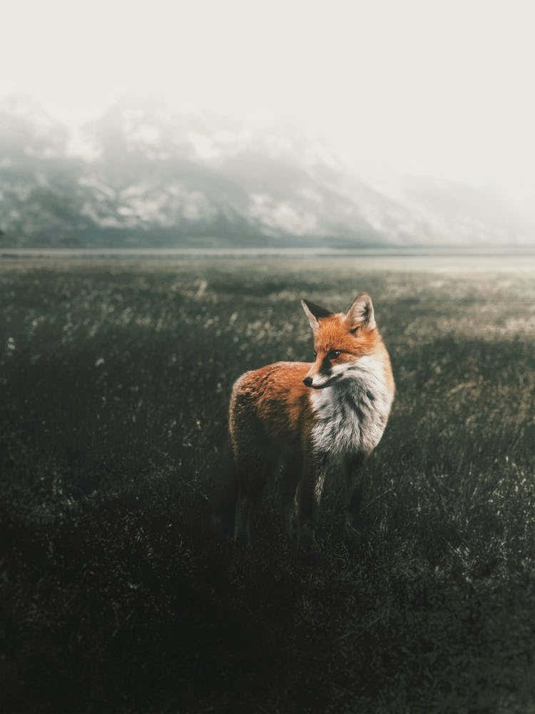 Moody Fox Scenery