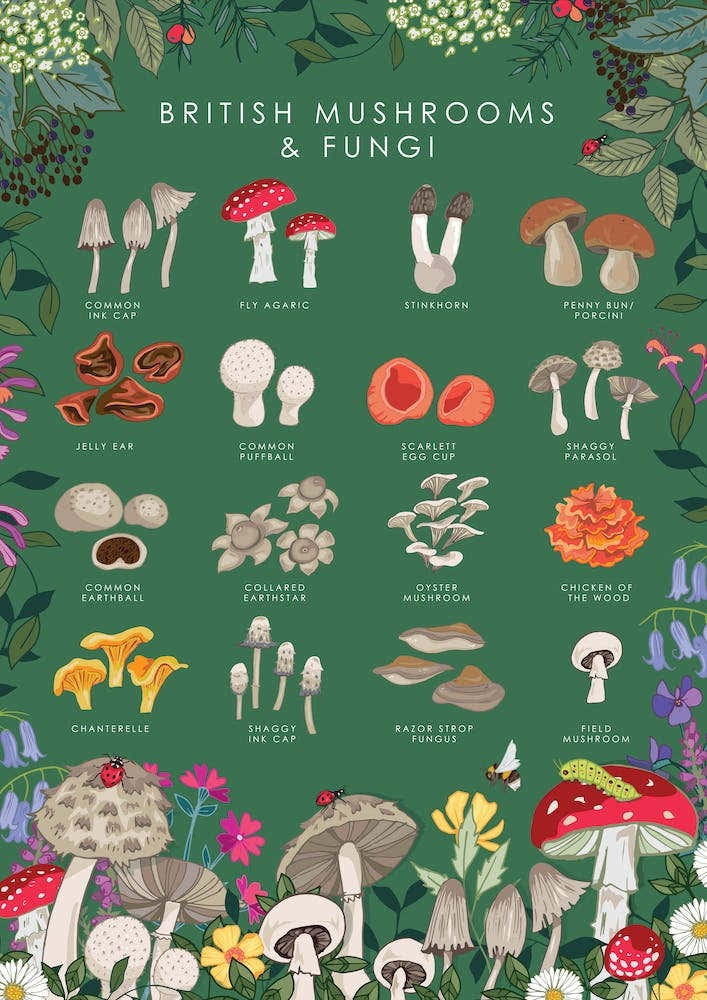 British Mushrooms And Fungi