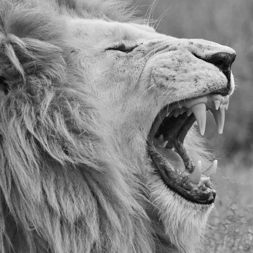 White Lion Yawning Square