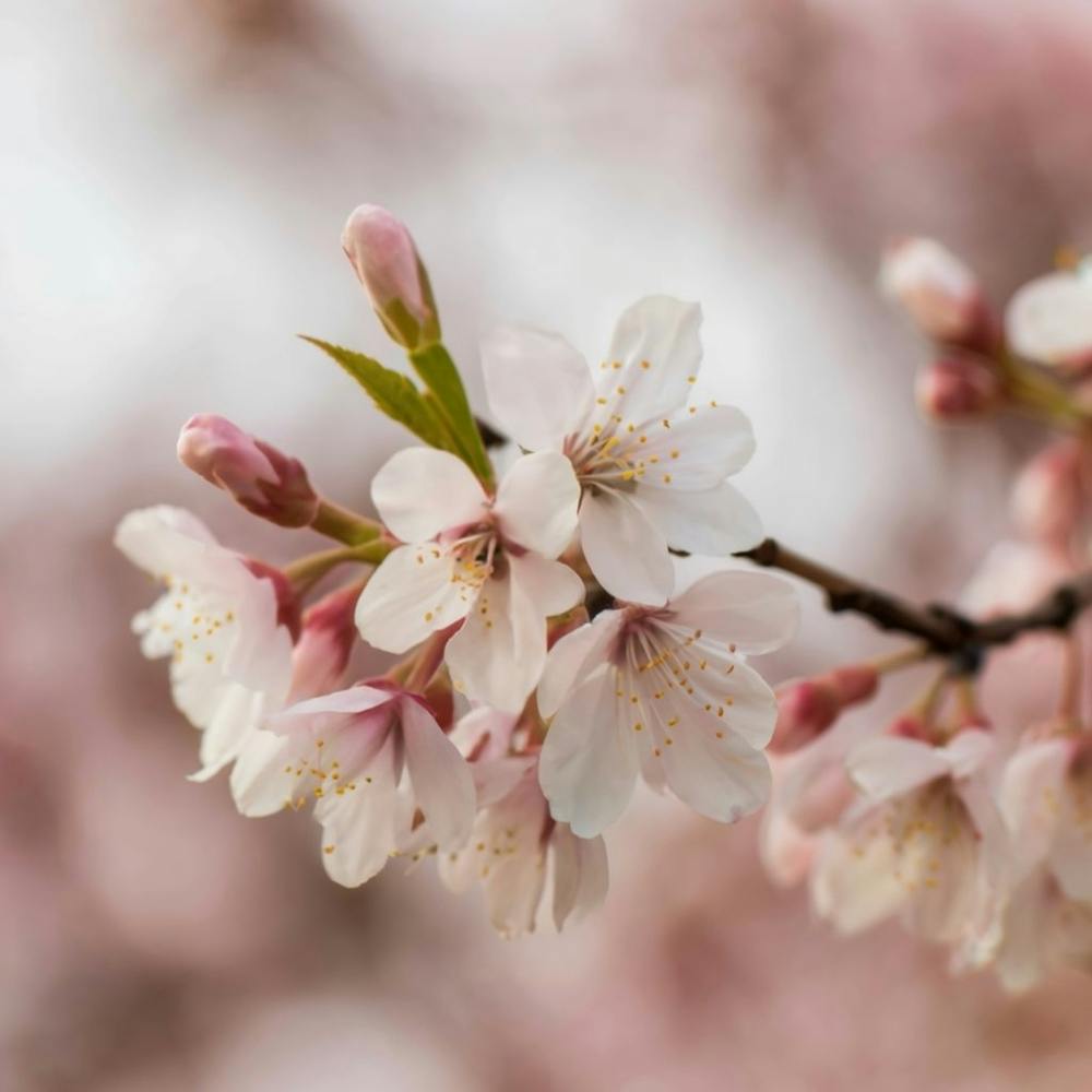 A close-up photograph of a delicately blooming cherry blossom tree in soft pastel tones, capturing the beauty and fleeting nature of spring. This elegant and timeless image can serve as a visually stunning piece of wall art to bring a touch of nature and serenity into any living space.