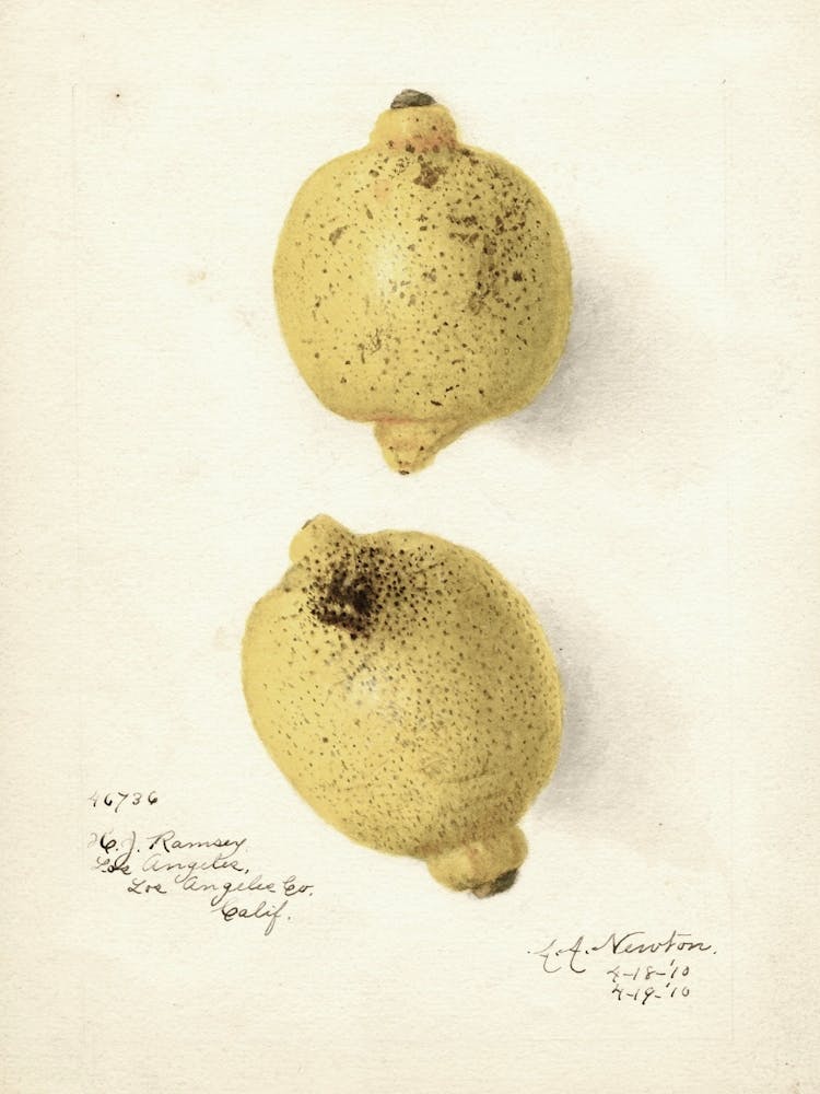 Two Yellow Fruits