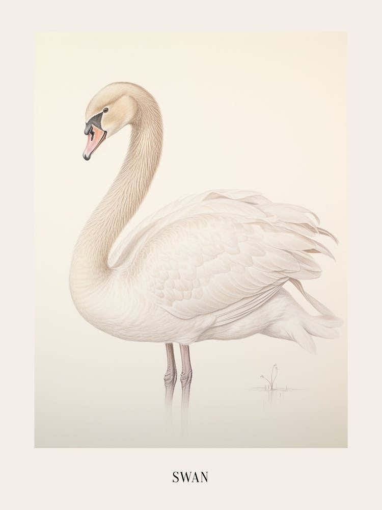 Vintage Bird Drawing Swan 2 Poster