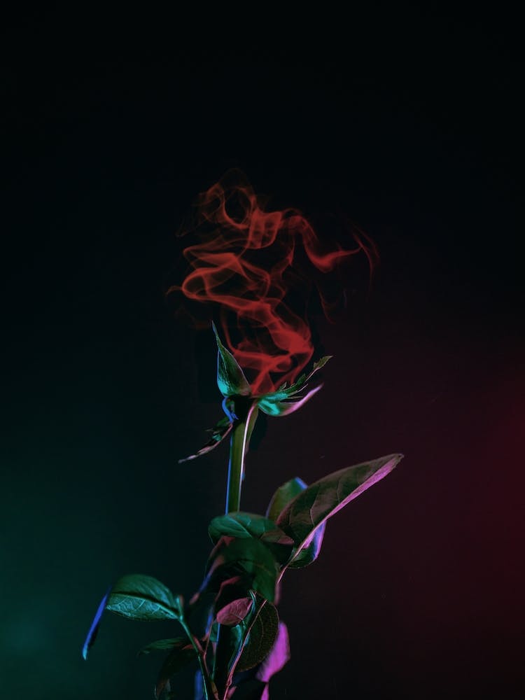 Fading Surreal Rose