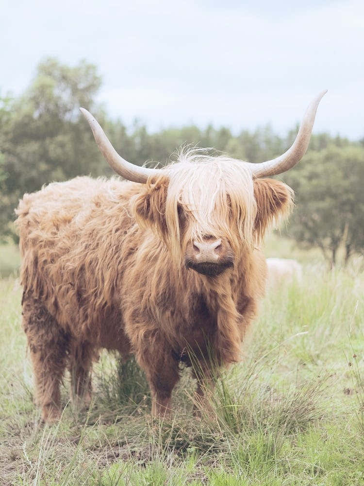 Shaggy Cow