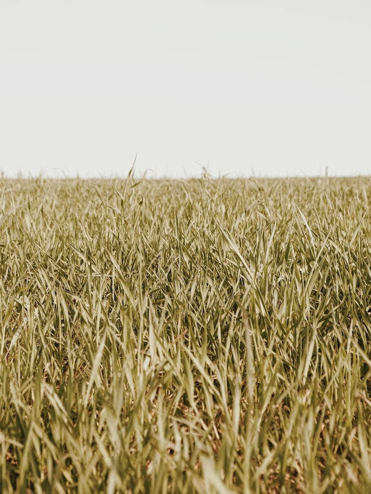 Grassy Spring Meadow