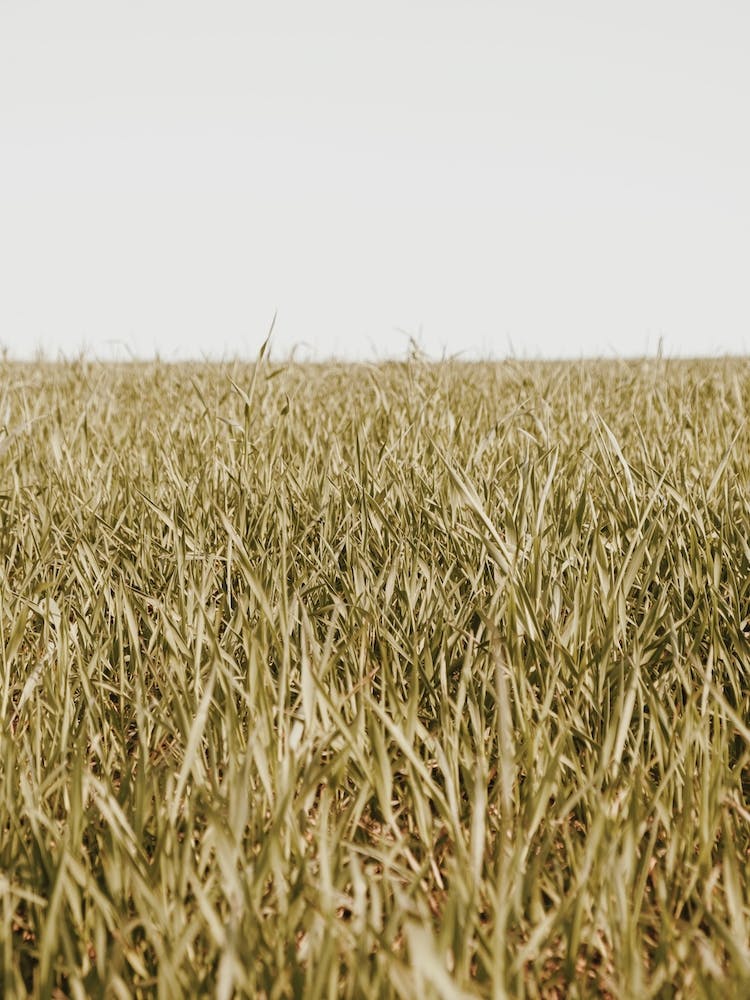 Grassy Spring Meadow