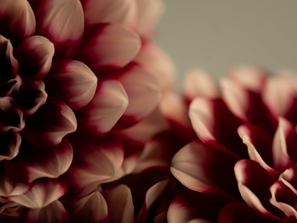 Moody and dark fall or winter dahlia's in red - botanical nature photography by Christa Stroo Photography