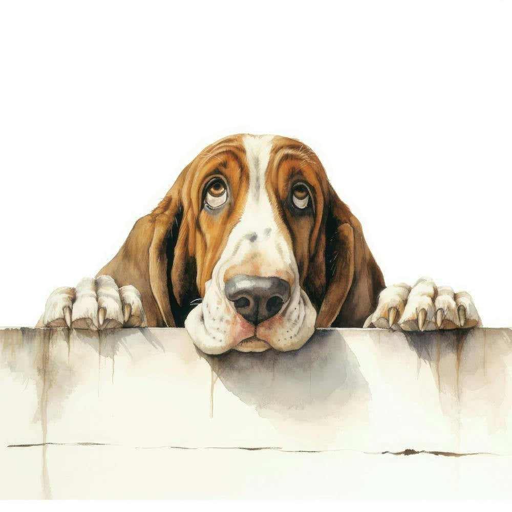 Basset Hound 4