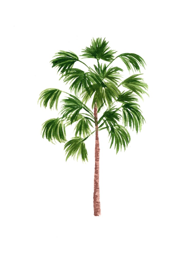 Windmill Palm Tree