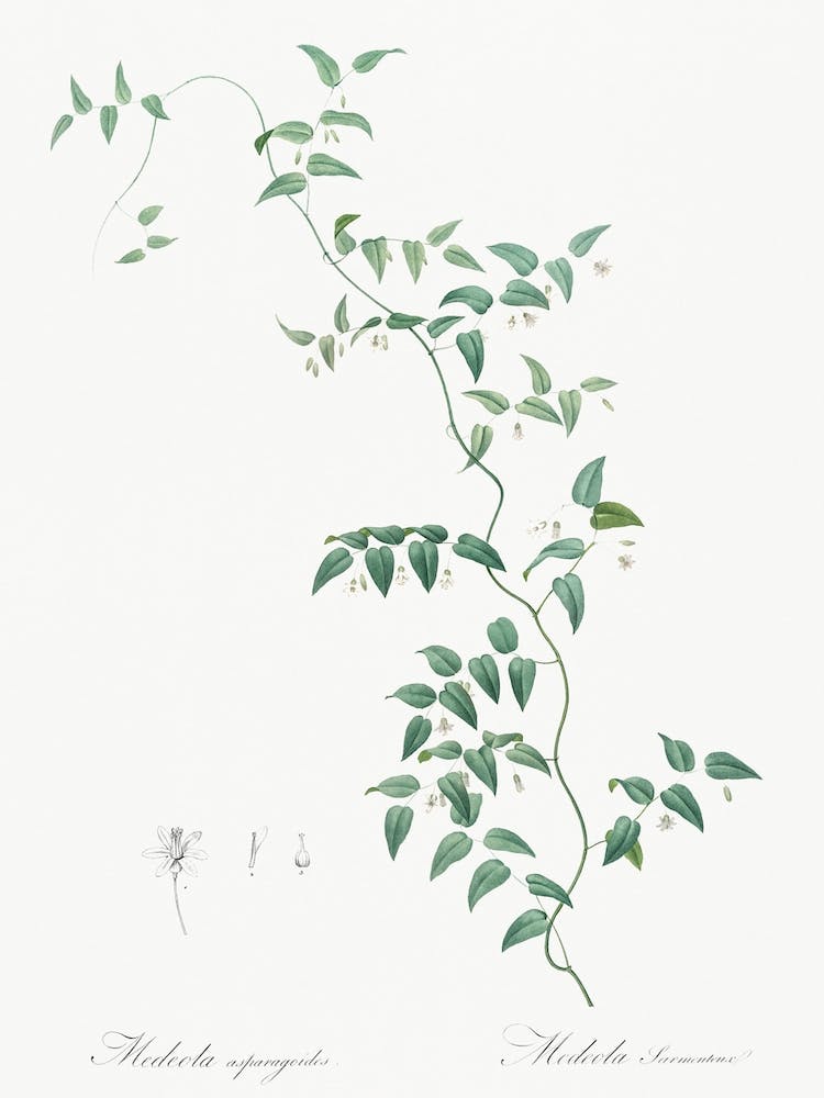 Bridal Creeper Illustration From Les Liliacées, Pierre Joseph Redouté