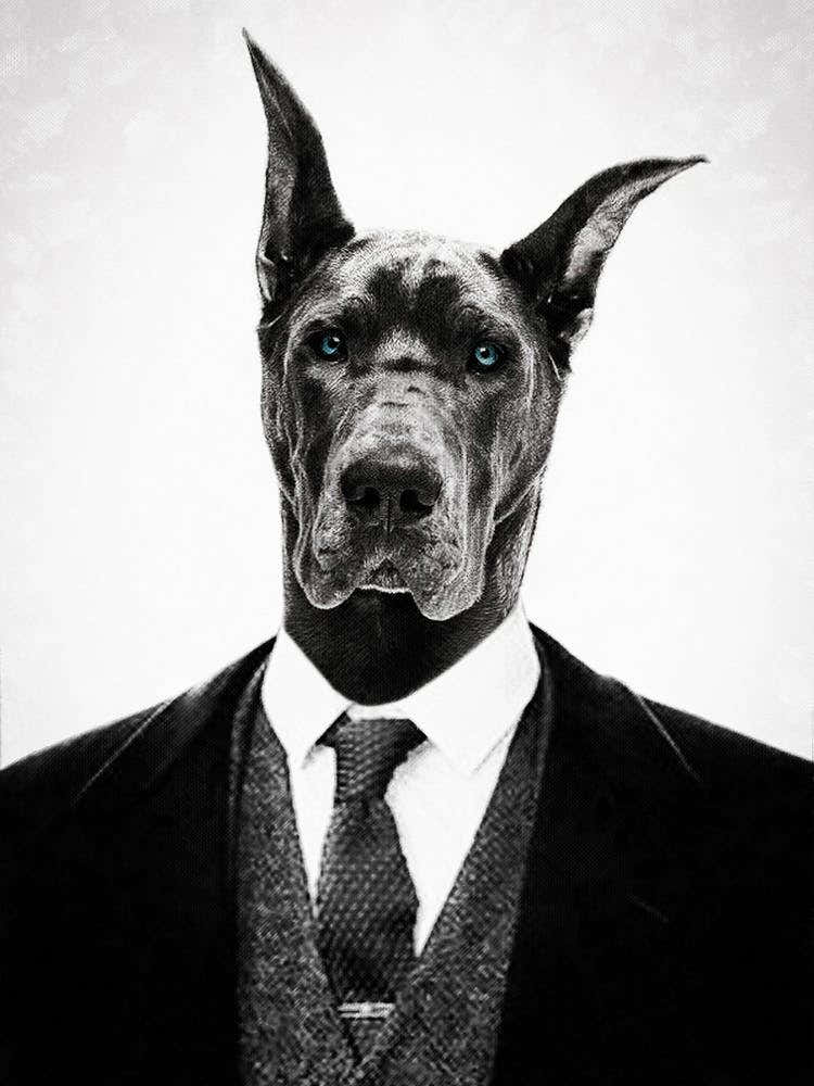 Black Dog Portrait