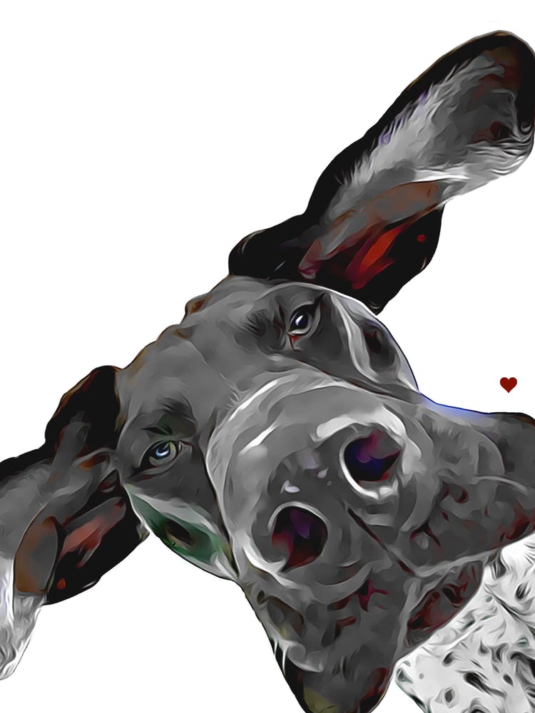 GSP German Shorthaired Pointer Dog