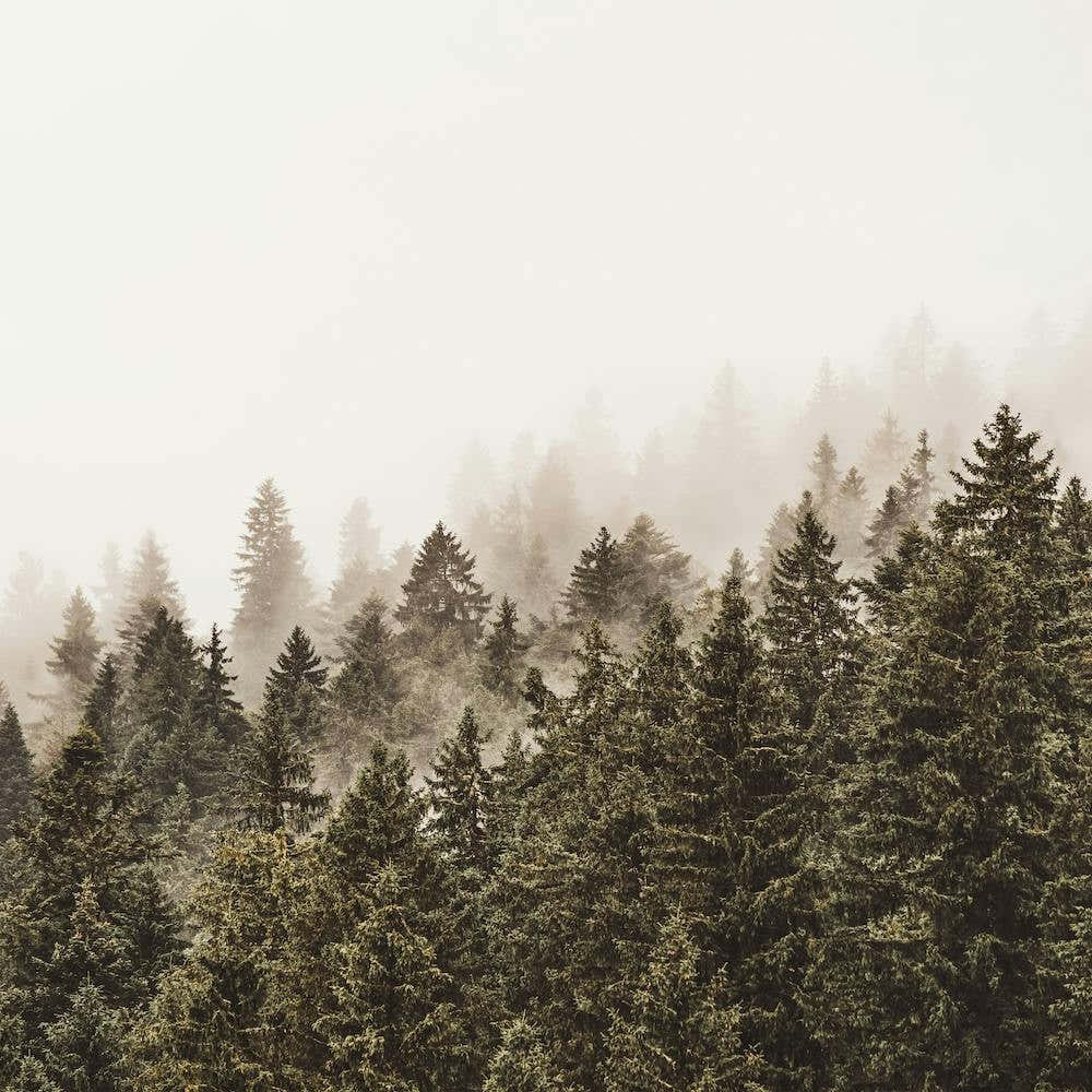 Modern Forest Square