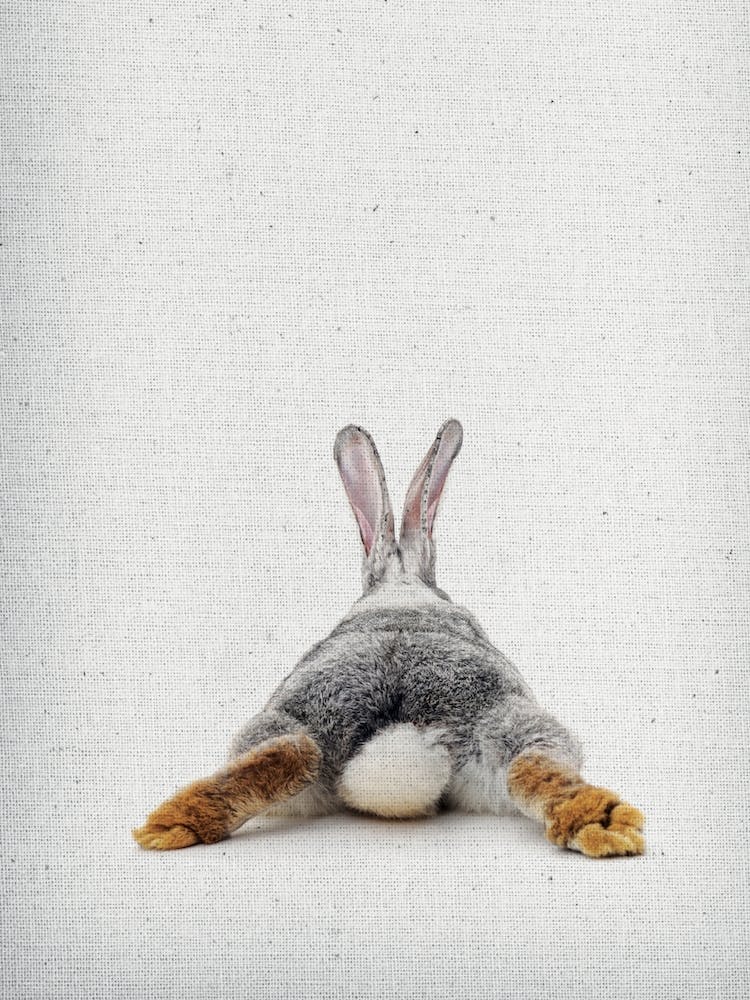 Frolein Rabbit IV
