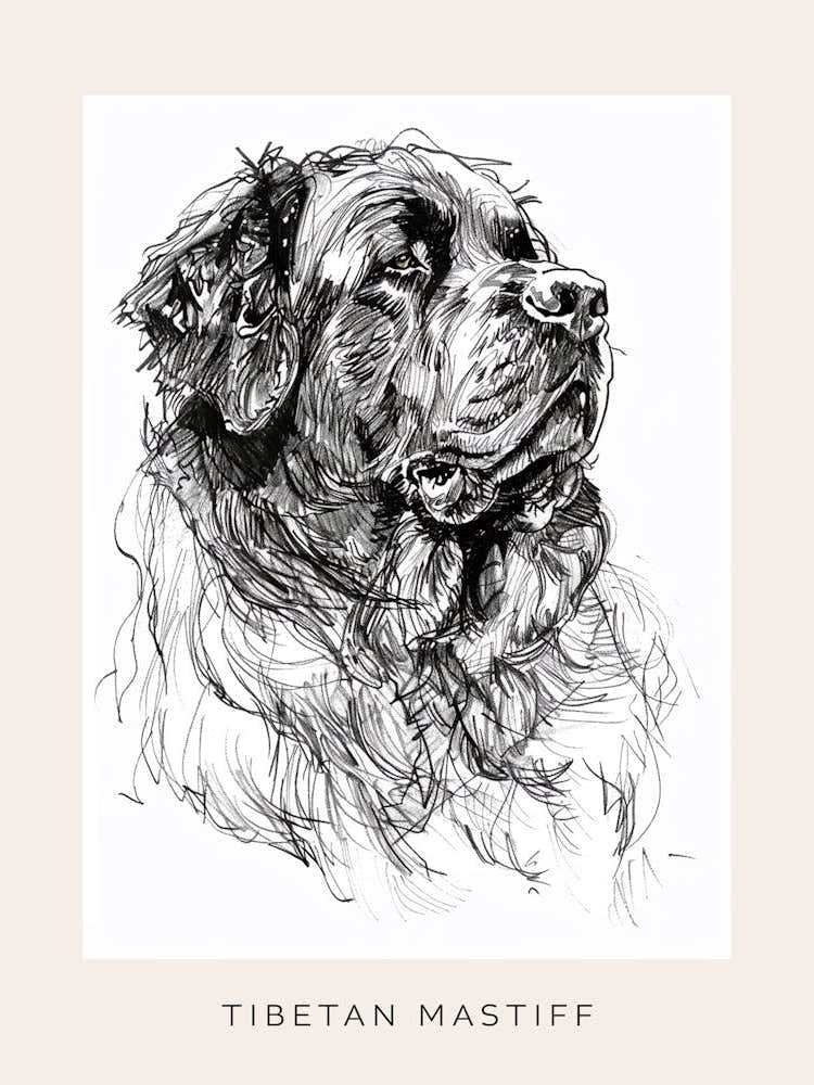 Tibetan Mastiff Dog Line Sketch 1 Poster
