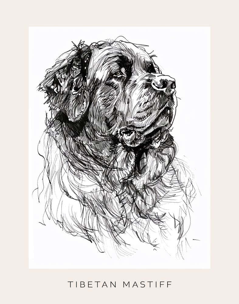 Tibetan Mastiff Dog Line Sketch 1 Poster