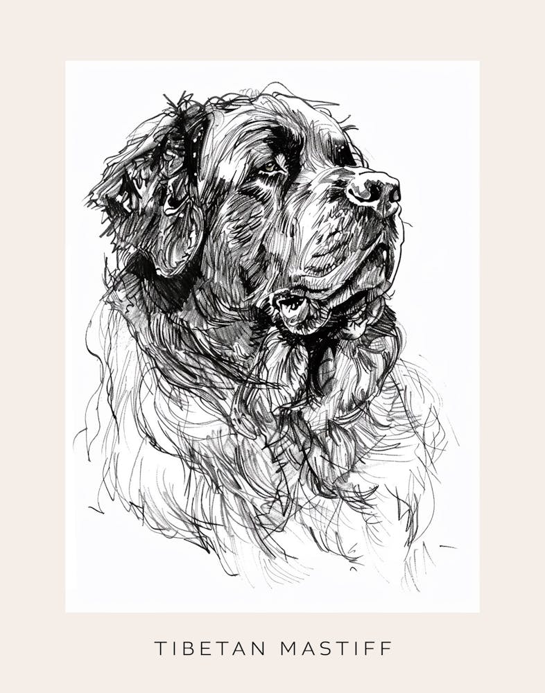 Tibetan Mastiff Dog Line Sketch 1 Poster