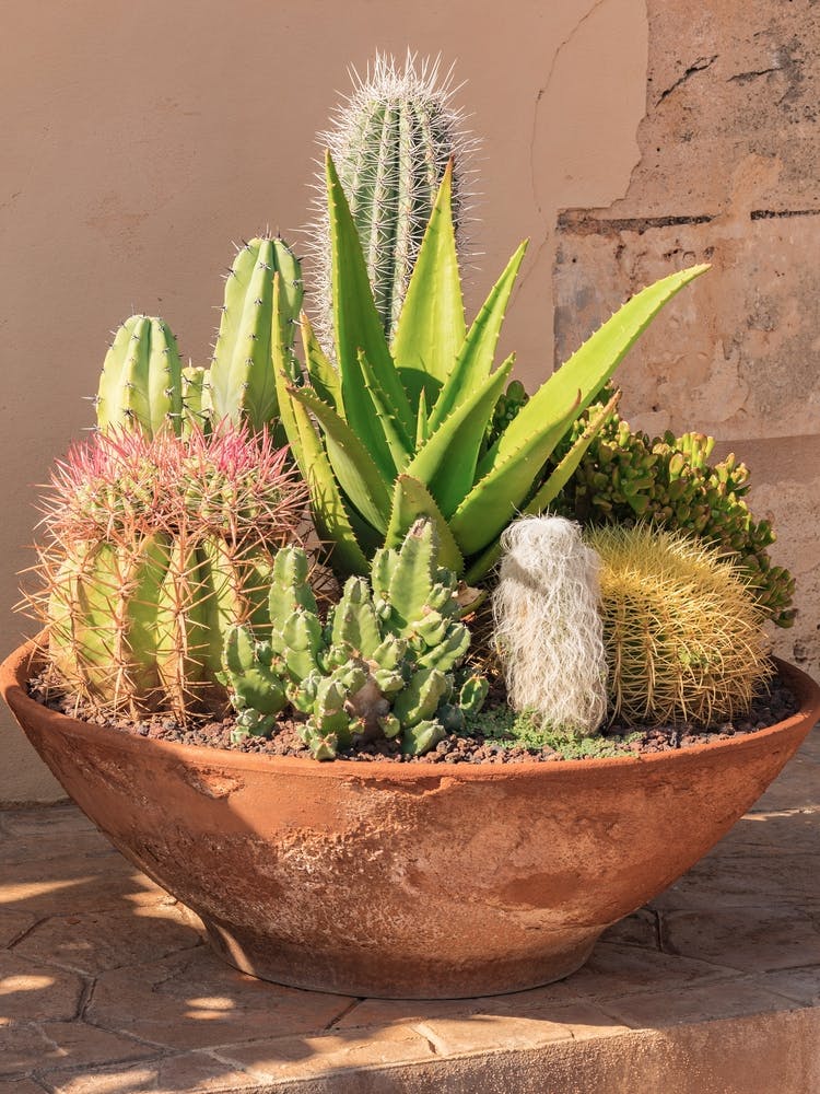 Cactus Garden