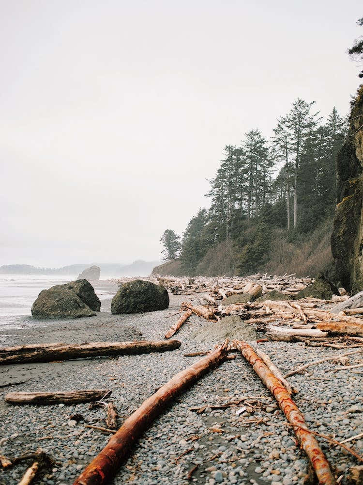 Driftwood On Beach