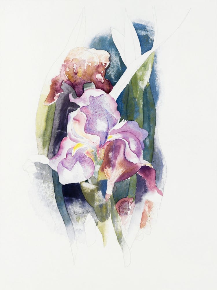 Purple Iris, Charles Demuth