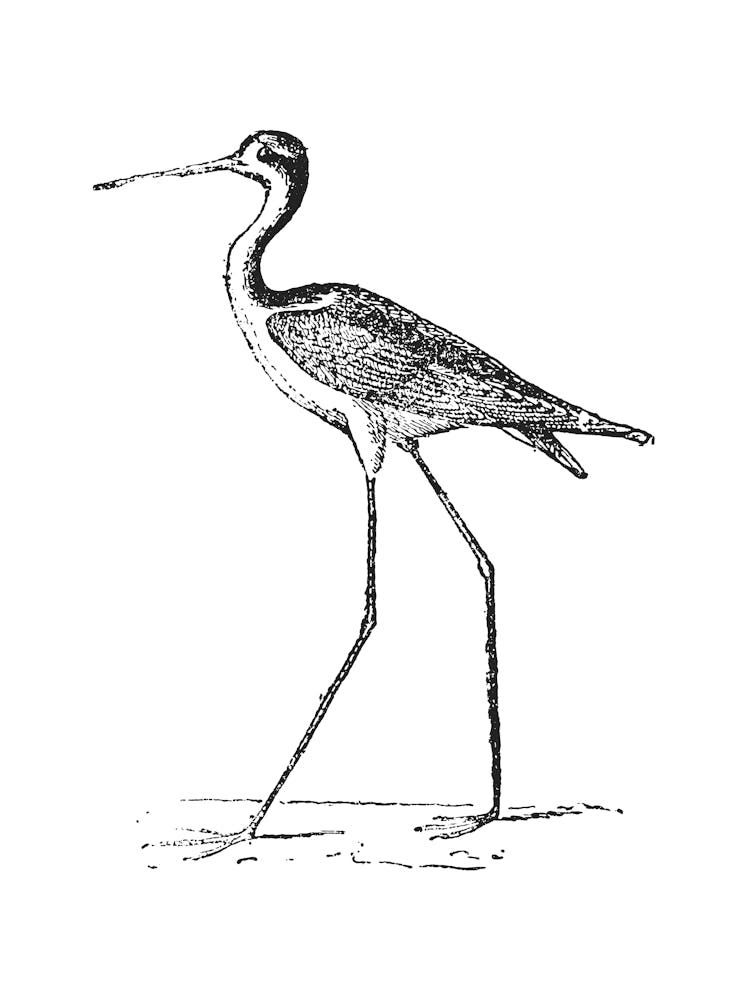 Bird With Long Legs