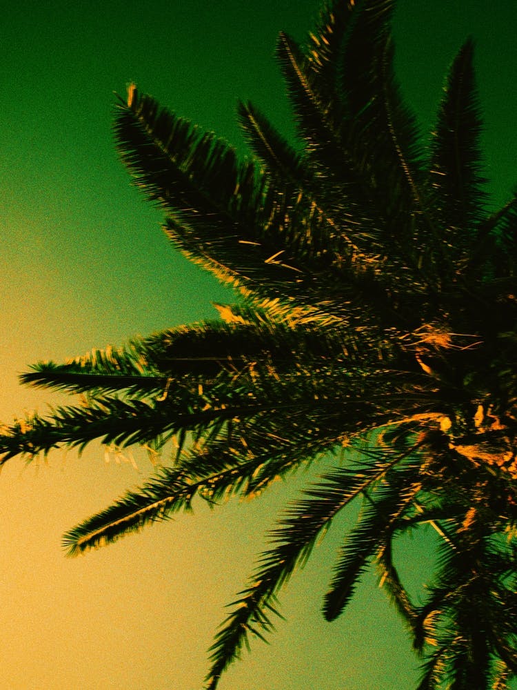 Palm Tree Print 'Croatia'