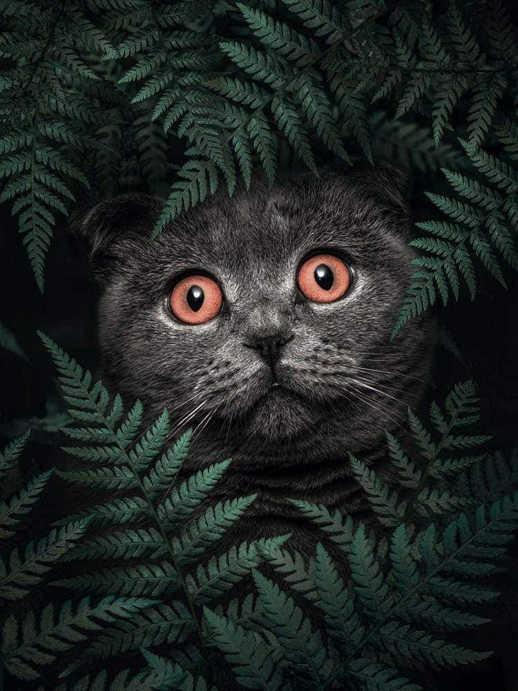 British Shorthair Cat