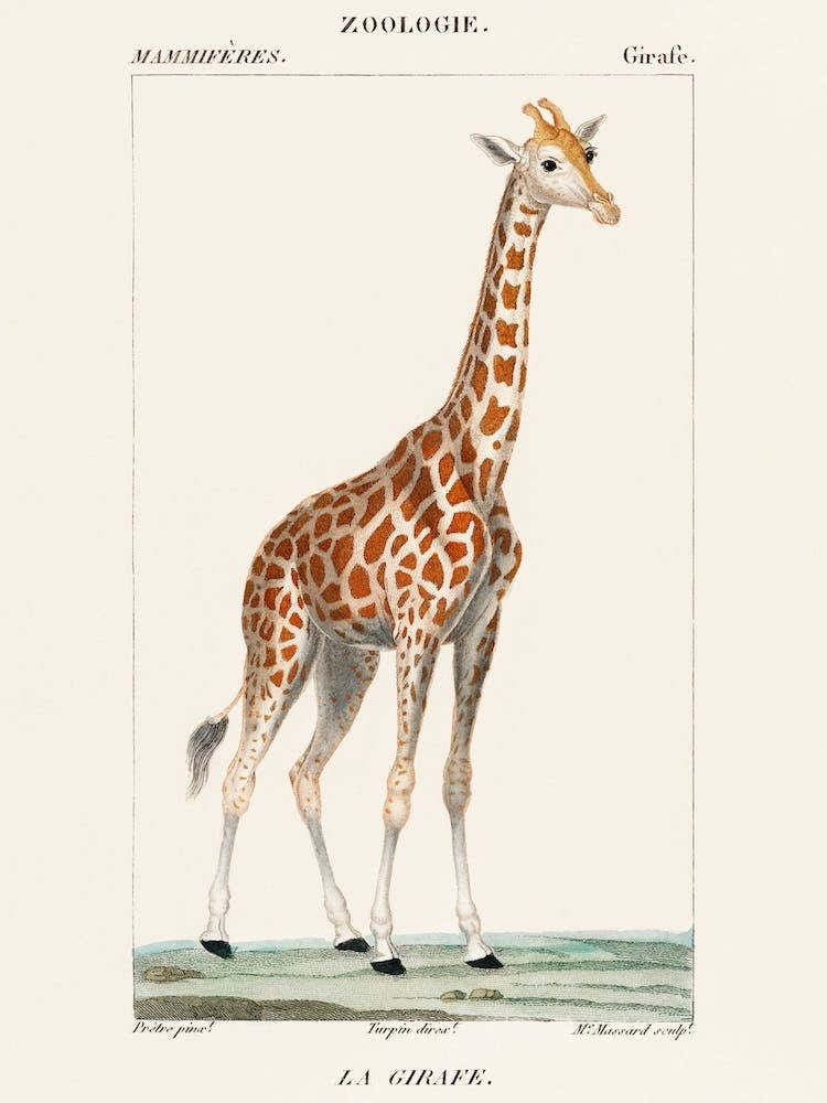 Illustration Of A Giraffe