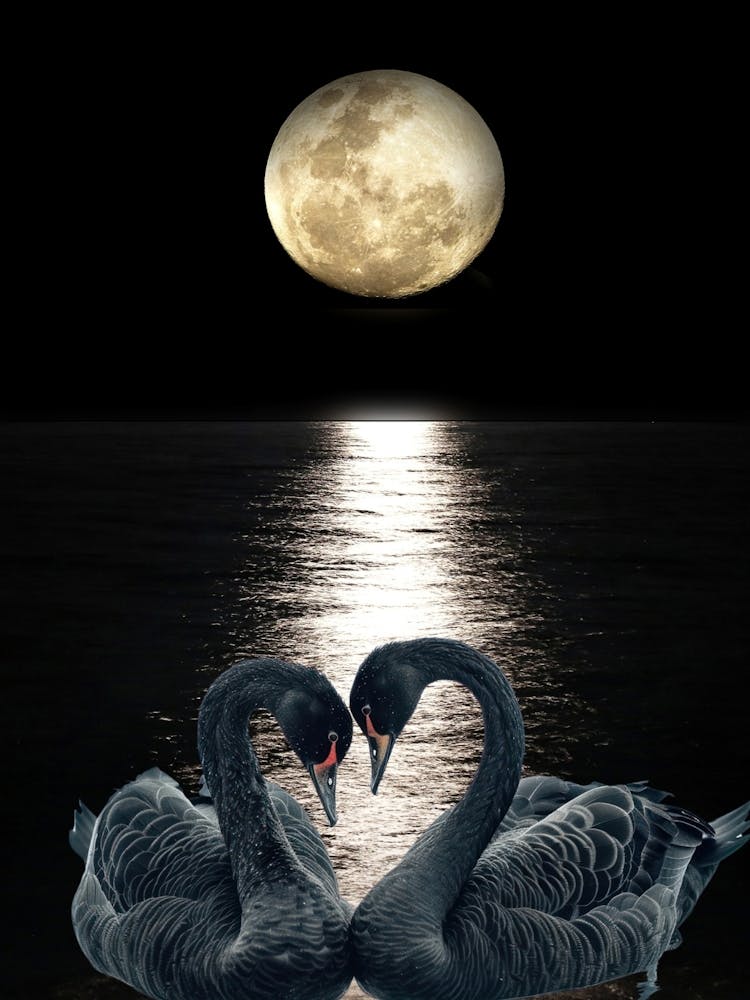 Black Swans Night Moon Art print