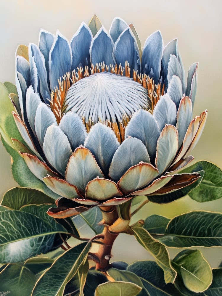 Protea 11